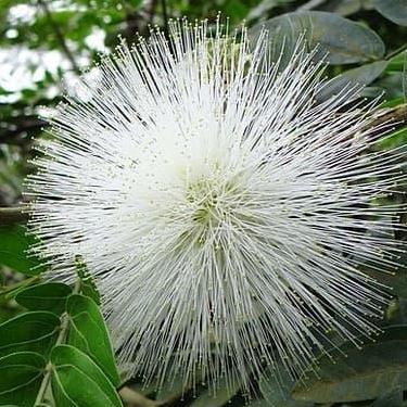 Benih Bibit Biji - KALIANDRA PUTIH untuk Pakan Ternak & Penghasil Madu