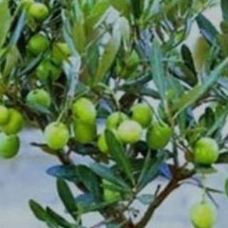 POHON Bibit Tanaman Hias Buah Zaitun| Buah Zaitun|Bibit Buah ATZ Terbaik