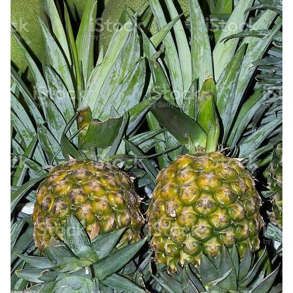 Bibit Tanaman Buah Nanas Madu Thailand Super Unggul Terbaik