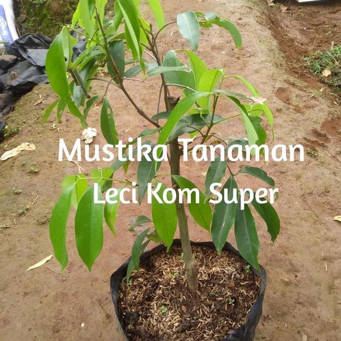 Bibit Pohon Buah Leci Kom/Dwarf Lychee/Leci Cangkok Terbaik