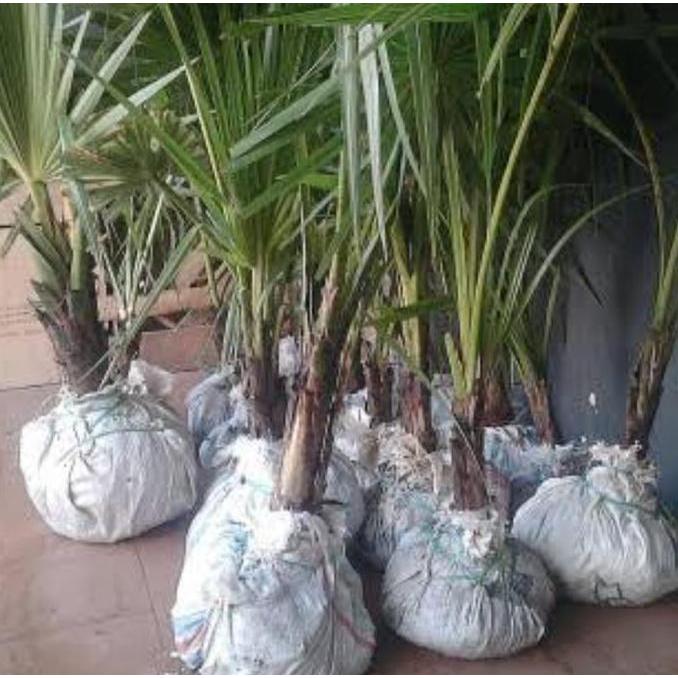 Terbaru, Bibit Pohon Siwalan/Lontar Anakan Sudah Berdaun,,Lontar 1 Batang (Penghasil Legen,Toak Dan 