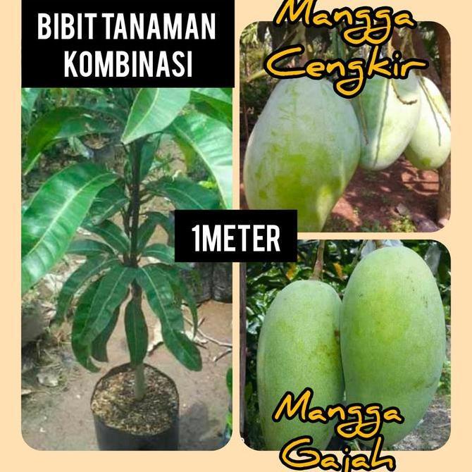 Bibit Tanaman Buah Mangga Kombinasi Gajah + Cengkir Terbaik