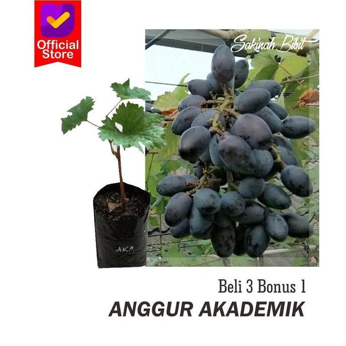 Bibit tanaman buah anggur akademik / anggur import akademik Terbaik