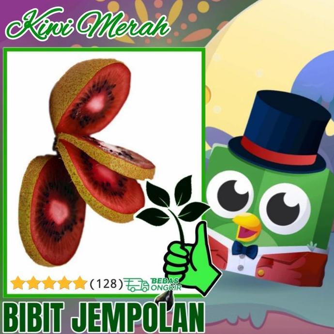 bibit tanaman buah kiwi merah KIWI PALING MANIS Terbaik