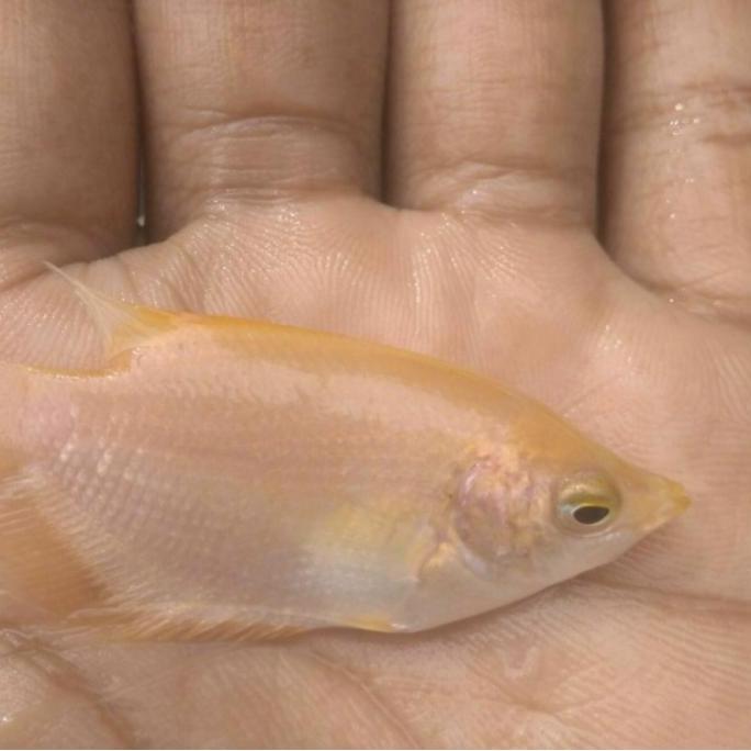 Gurame padang ukuran korek Gas