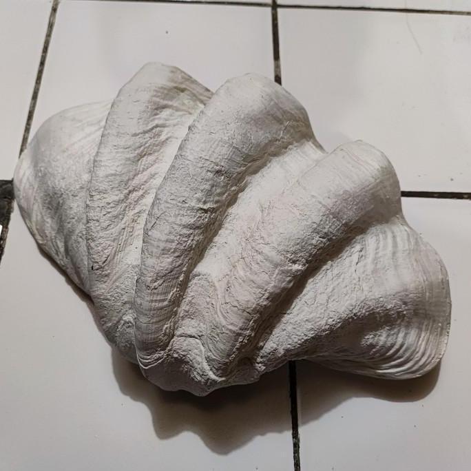 Ready oke] sea shell decorations kima made from resin cangkang kerang kima