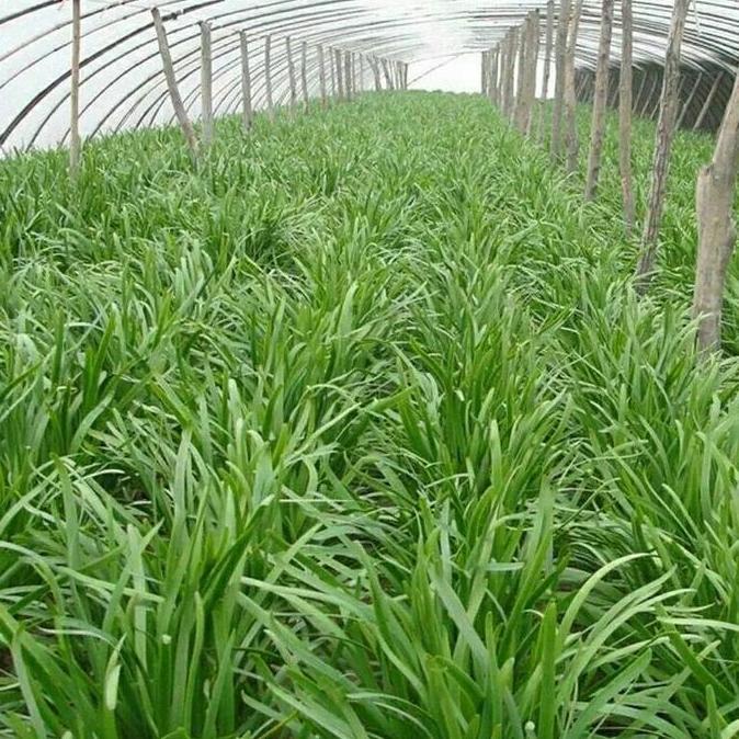 GUNEMANE Kualitas Tinggi Benih Bawang Prei 3Pack / Tahan Dingin Yang Kuat / Pertumbuhan Cepat