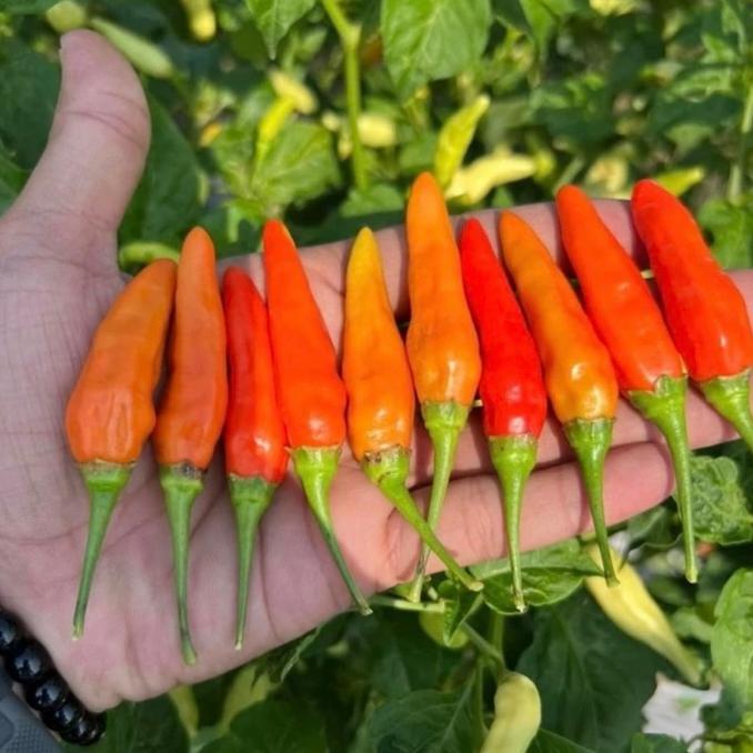 Buku Sakti Mbj/Buku Sakti Cabe/Metode Menanam Cabe