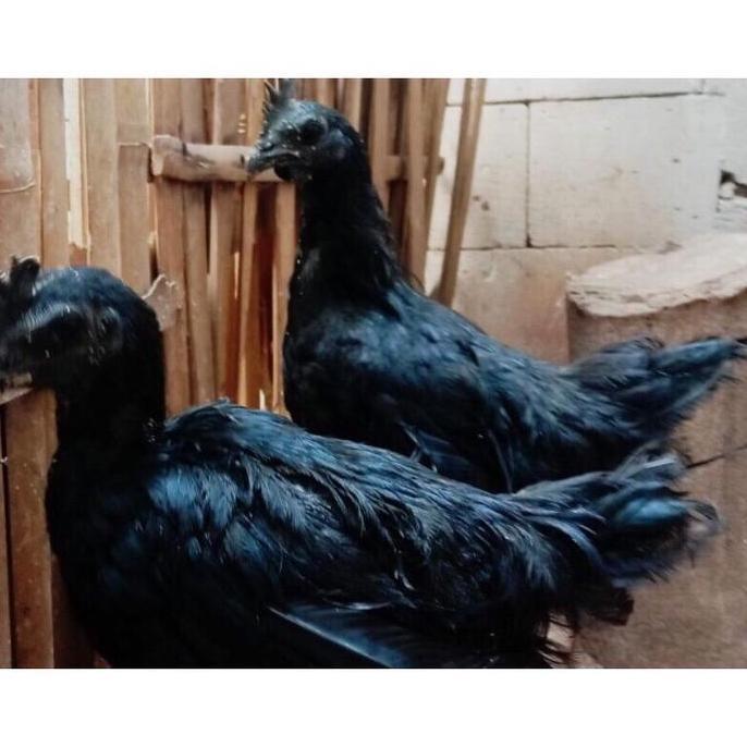 Ayam cemani betina indukan udah bertelur