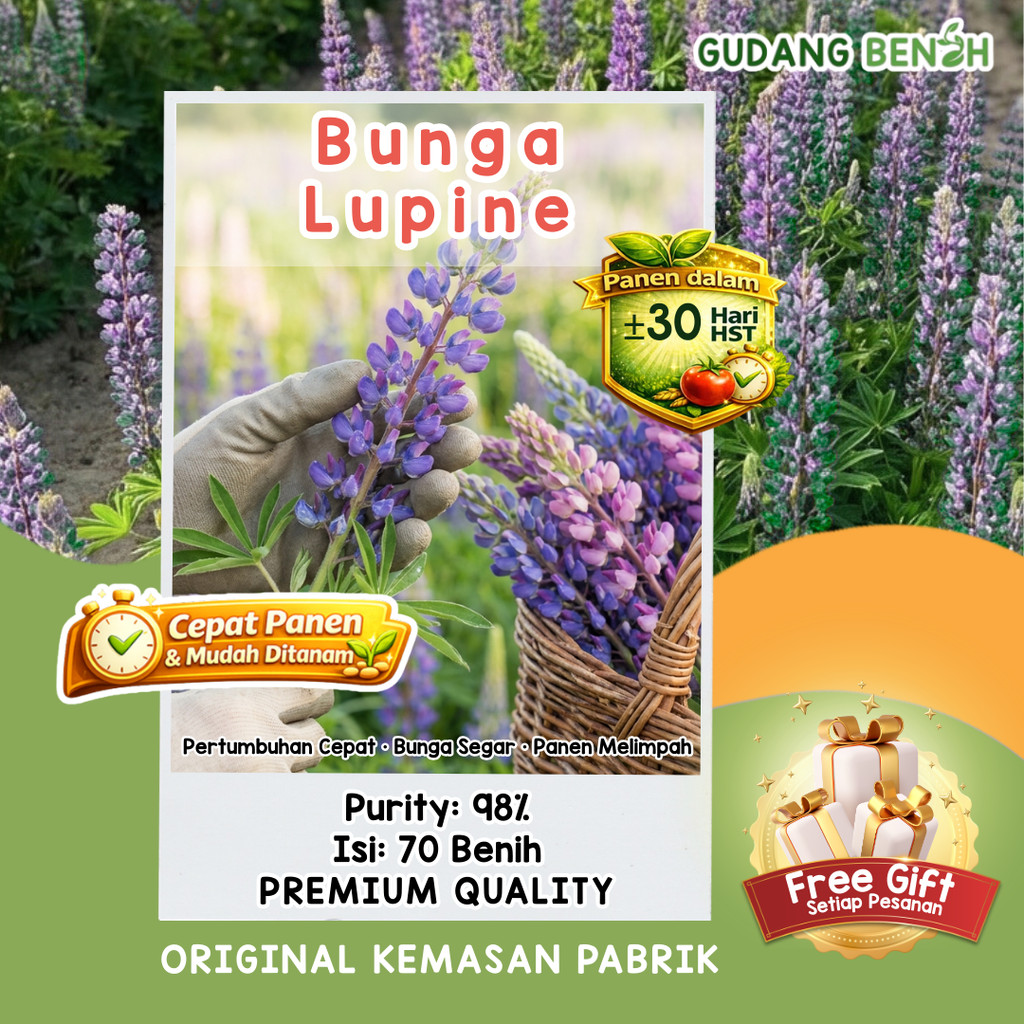 [PREMIUM] Benih Bunga Lupine / Bibit Bunga Hias Kualitas Internasional Isi 70 Benih