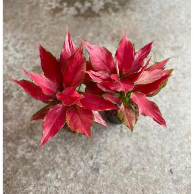 Okwemereza- Aglonema Red Ruby Garuda Dewasa