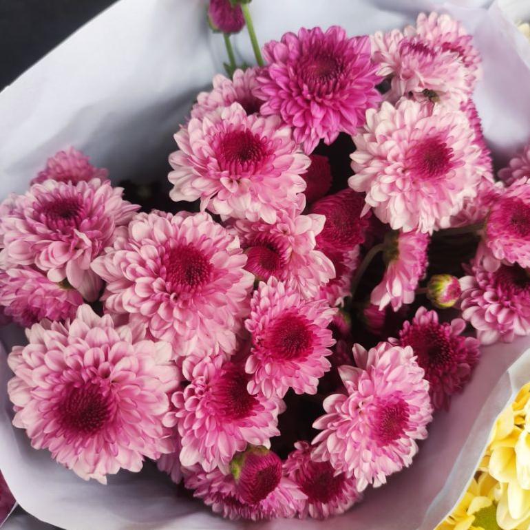 Bunga Aster Puma Ungu