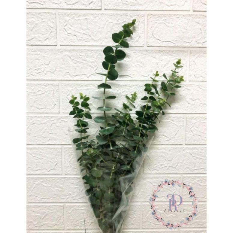 Daun Silver Dollar / Eucalyptus