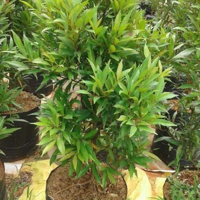 PROMO tanaman pucuk merah 30cm//pucuk merah