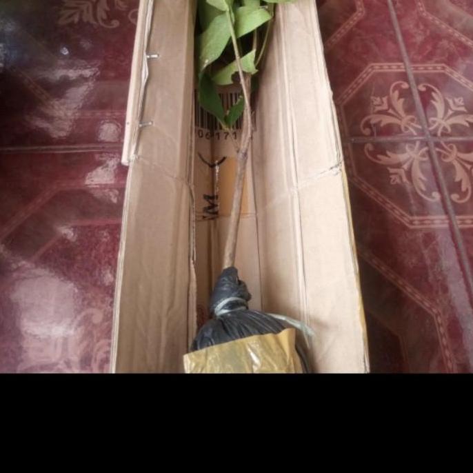 Bibit pohon jambu air citra merah cangkok cepat berbuah/ tabulampot