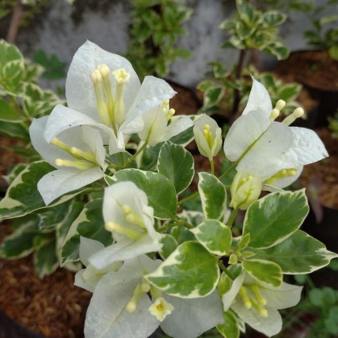 tanaman bougenville variegata