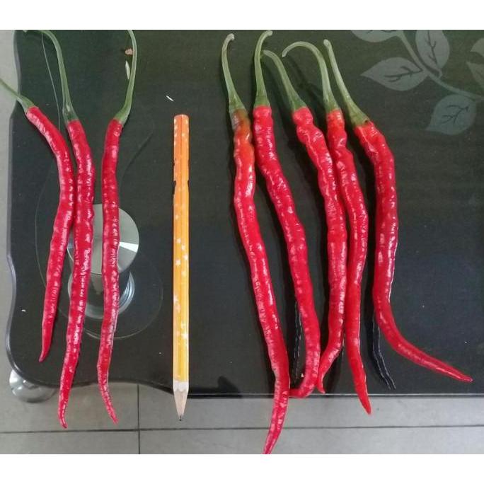 BENIH CABAI KERITING HIBRIDA TROPHY 77