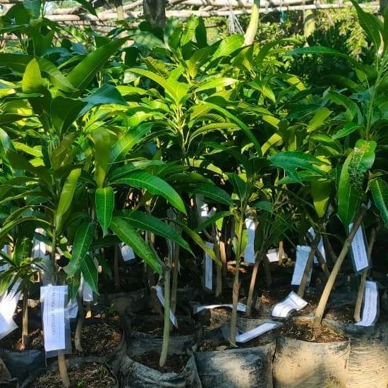 Bibit mangga miyazaki asli