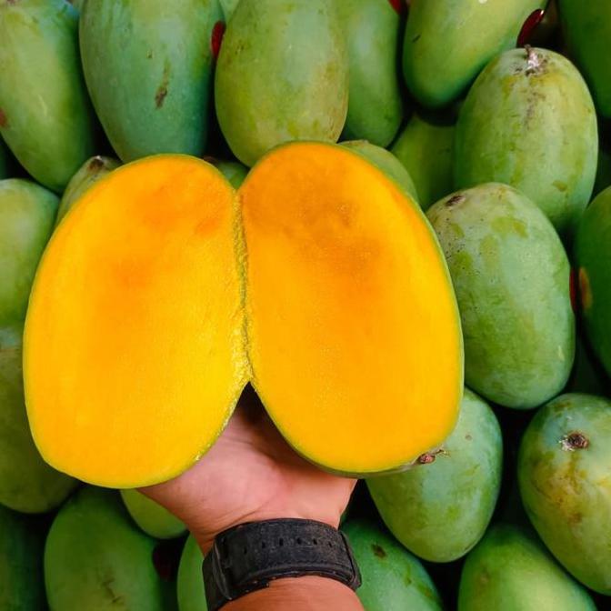 Fruting- Mangga Harum Manis | Mangga Harum Manis Super | Mangga Arum Manis