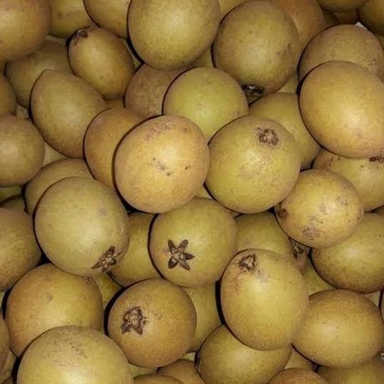 Fruting- Buah Sawo Madu / Buah Sawo Madu