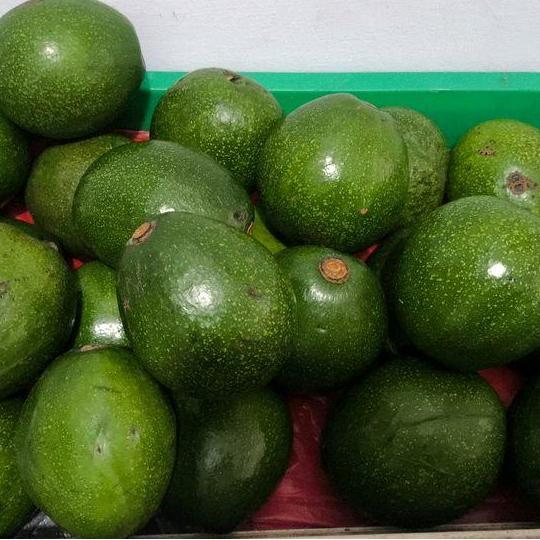 Fruting- Buah Alpukat Miki Mentega Manis Legit Asli Depok/Cipedak