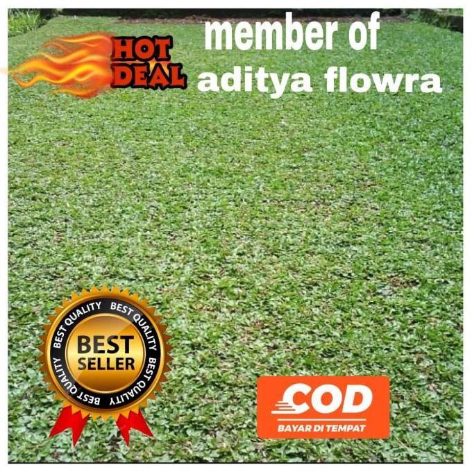 jual rumput gajah mini/bibit rumput gajah mini