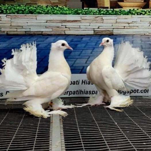 burung merpati kipas sepasang pilihan