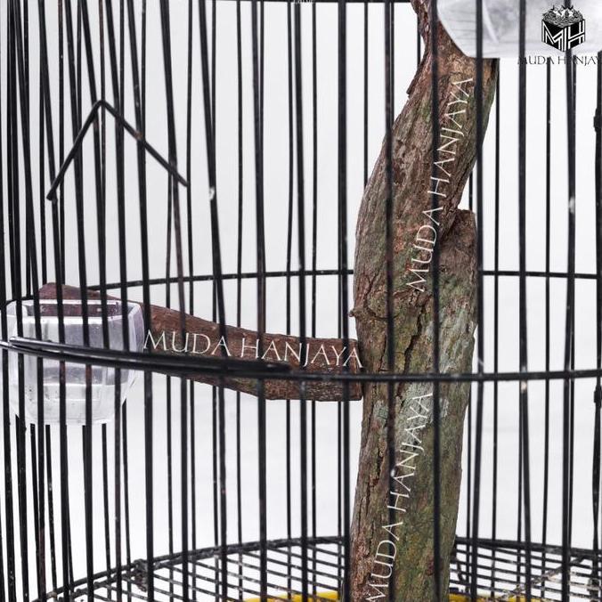 Tenggeran Tangkringan Akar Burung Pelatuk Bawang Menjalar Bagus | Muda Hanjaya