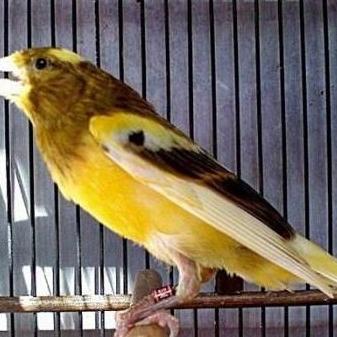 KENARI JANTAN LOPER GACORAN