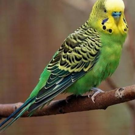 burung parkit hijau dewasa sepasang pilihan