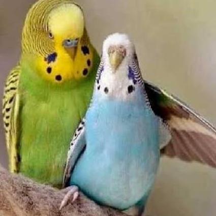 burung parkit warna mutasi sepasang pilihan