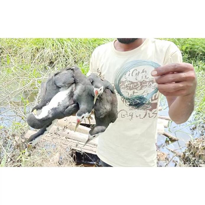 Jerat Burung Ruak Ruak Racik Gantung Burung Ruak Ruak Ayam Hutan