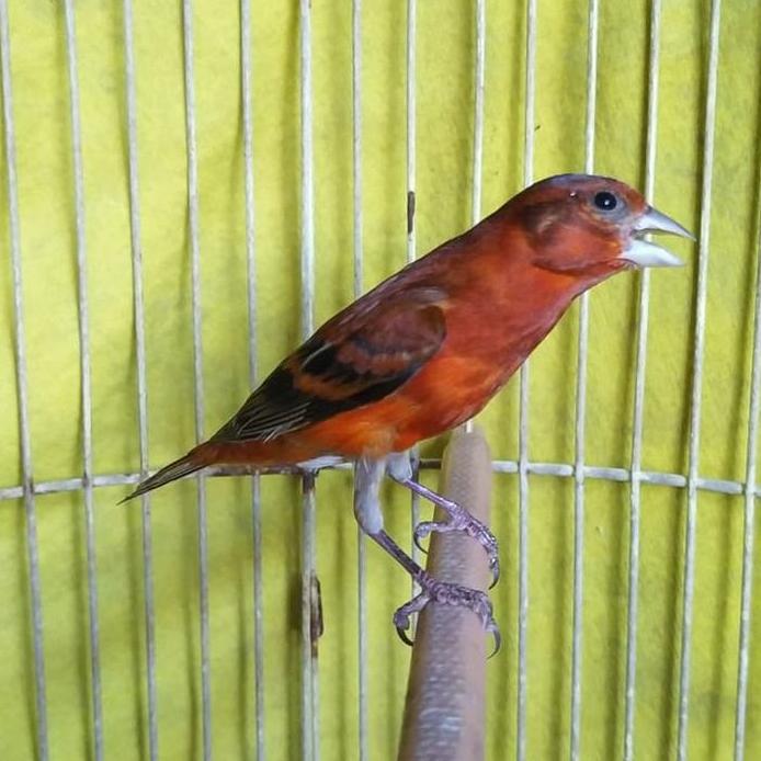 burung mule ( silangan red siskin x kenari) jantan gacor