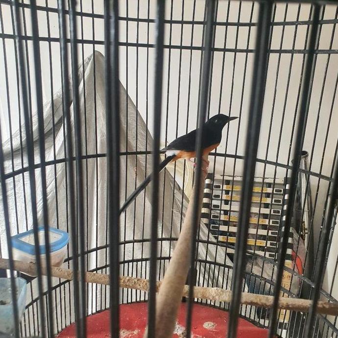 MURAI MEDAN X MEDAN LOKAL PASTOL