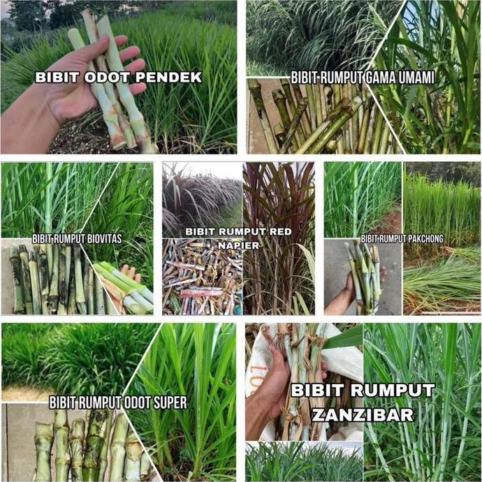 Bibit Rumput Mix 7 Jenis Bibit 2 kg (ODOT PENDEK, ODOT SUPER, BIOVITAS, GAMMA UMAMI, PAKCHONG, RED N