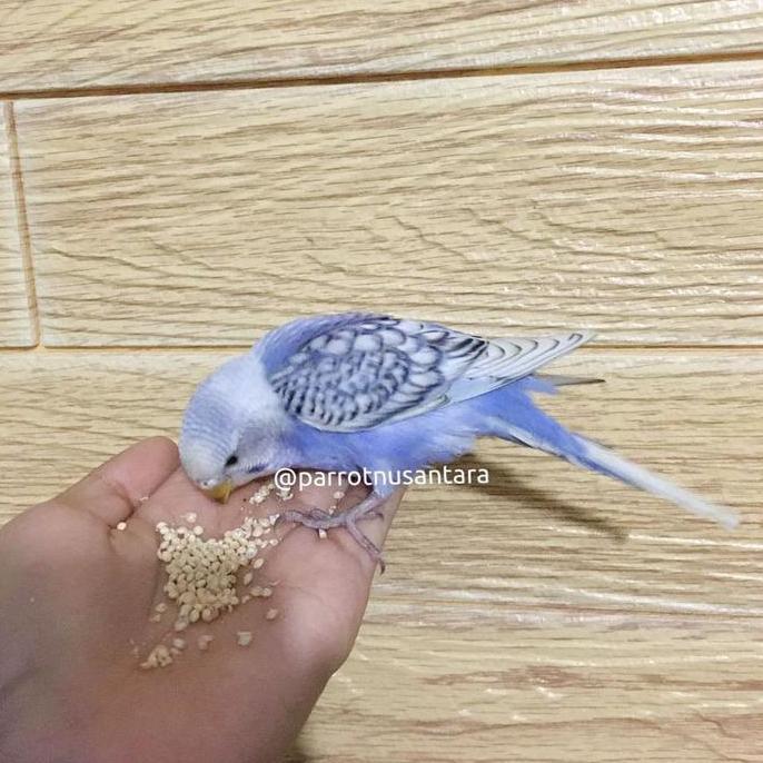 burung parkit jinak spangel