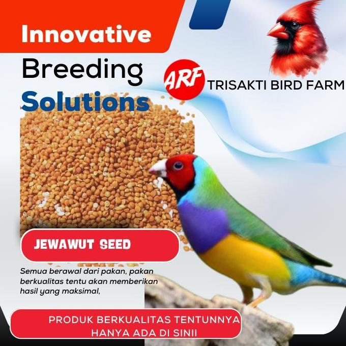 Pakan Burung Biji Jewawut Biji Kunyit Premium For Kenari Finch Lovebird Perkutut 500 Gram