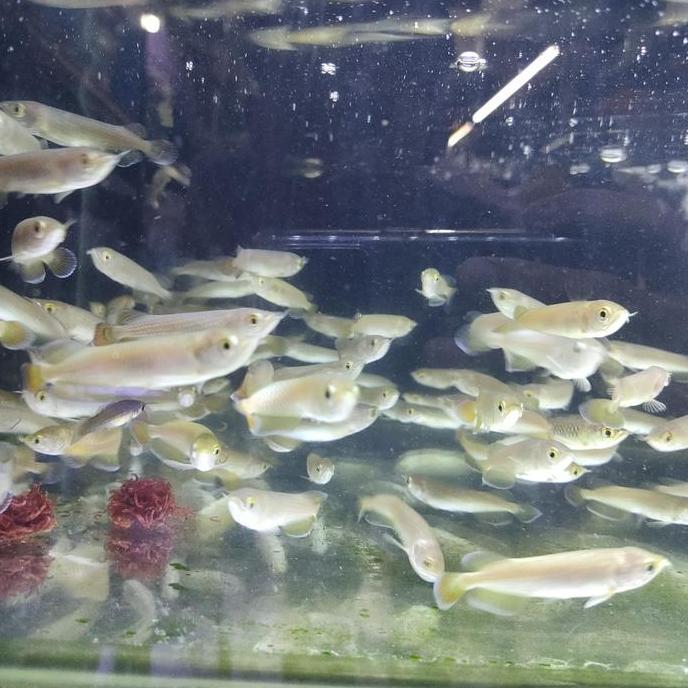 NEW IKAN ARWANA JARDINI IRIAN PAPUA ORI