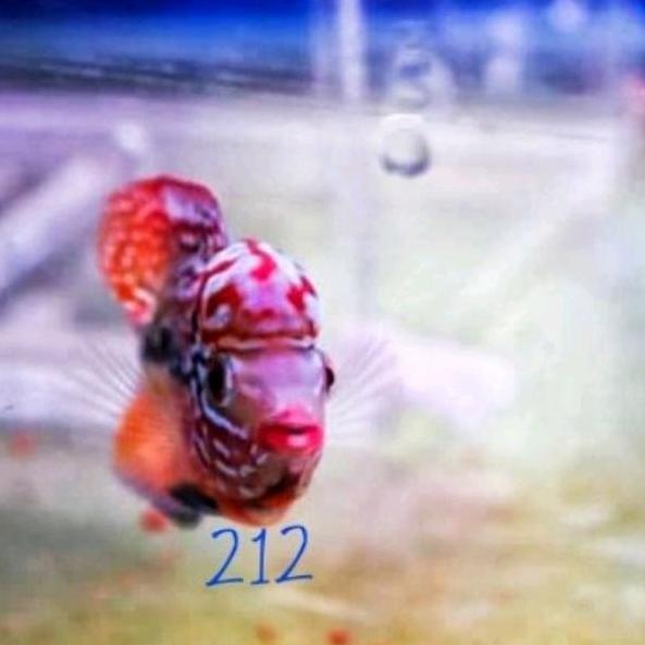 Bakul212 Promo VIP Red king kamfa f2 ori Thailand