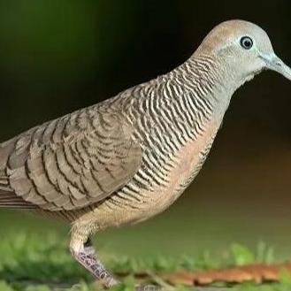 TSK TULANG SOTONG KERING ISI 4 pcs mengandung CALCIUM untuk Burung dan Hewan lainnya.