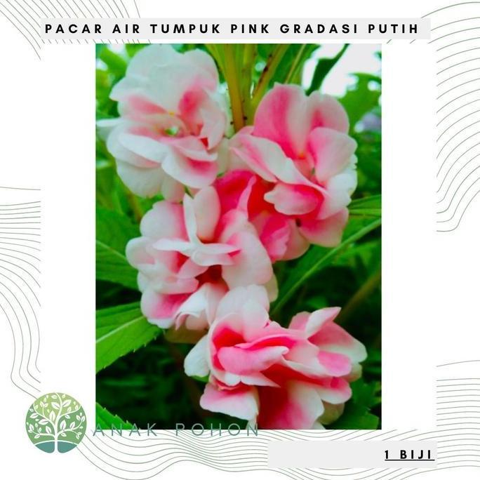 Benih Bibit Biji - Bunga Pacar Air Tumpuk PINK GRADASI PUTIH Seeds