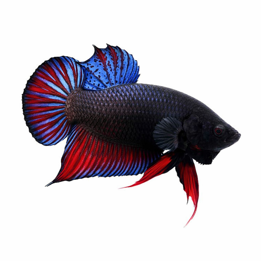 Cupang Bagan Aduan Galak | Bagan Super | Bagan Hiasan Aquarium