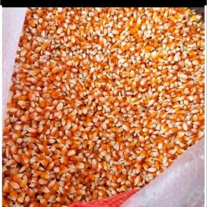 JAGUNG KRISTAL SUPER MAKANAN DARA PUTER MERPATI AYAM SATU KARUNG NYA 25KG SS