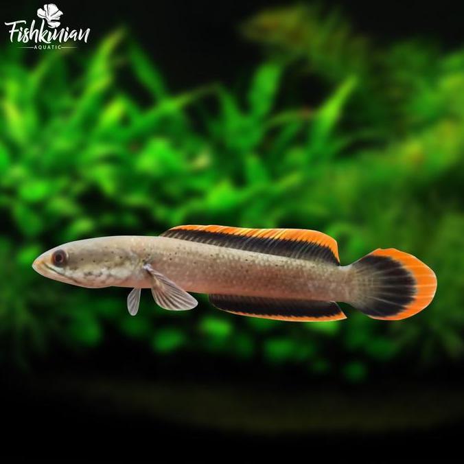 sellerpandemi19 - ikan channa limbata lawu - rim tebal asli lawu