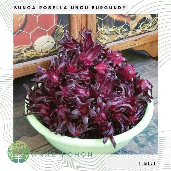Benih Bibit Biji - Bunga Rosella Ungu Burgundy - Kualitas SUPER