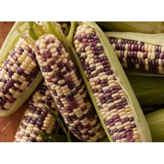 Benih Bibit Biji - Jagung Pulut Batik Bicolor Ungu Putih Corn Seeds