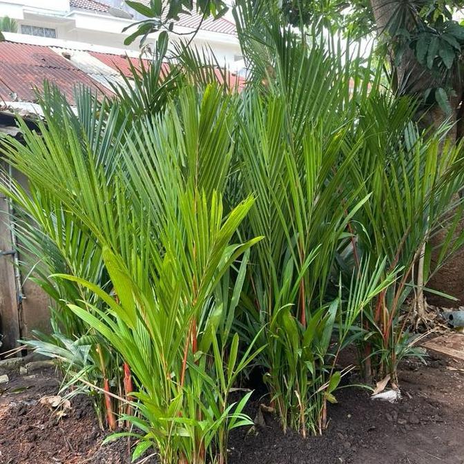 Tanaman hias Palem Merah // pohon palem merah 2 meter rimbun