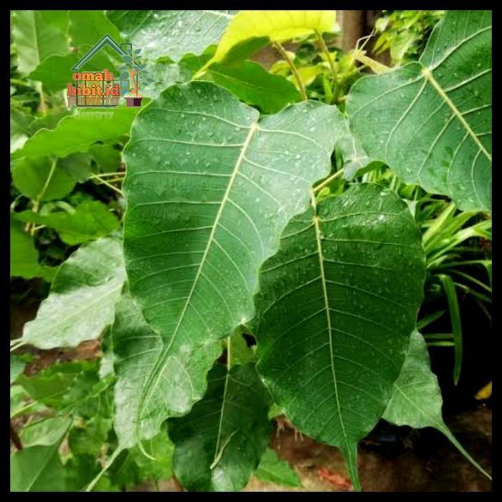Promo / Tanaman Pohon Bodhi Tree (Ficus Religiosa)