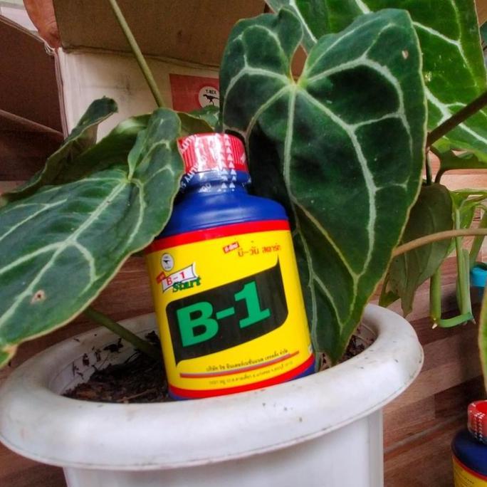 vitamin tanaman dan akar B1 thailand original