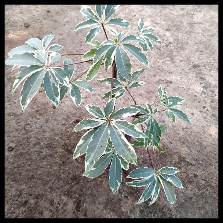 Promo / Tanaman Kapuk Randu Variegata
